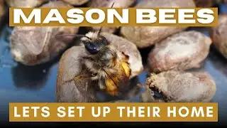 🐝Mason Bees // Lets set up their home🐝