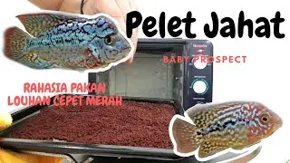 CARA BUAT PELET LOUHAN BERKUALITAS #sellerlouhan #kamfathailand #sellerlouhanbekasi