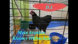 Mein krankes kleines H&uuml;hnchen pflegen.Krankes Huhn erkennen und pflegen.