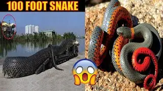 Guess the 25 Species of Snakes Challenge: Can You Identify Them All?