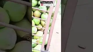 Tamilnadu A Grade Tender Coconut Available Call Us For Wholesale Business #greencoconut#vickyagro