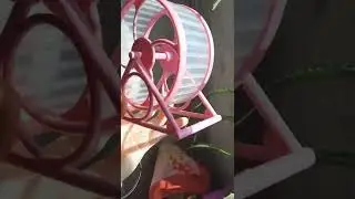 Review of the Hamster Wheel 🎡