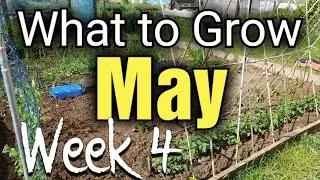 What to Grow and Sown in May | Week 4 | Cucumbers | Pepper | Swede | Allotment Gardening UK