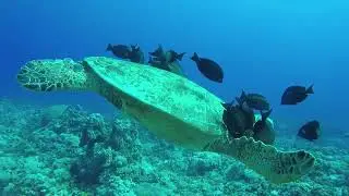 ocean faune