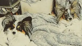 Papillon Pups