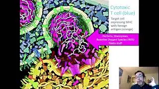 Structural Immunology (5 of 6): The T-cell+MHC Interaction is a Window into an Infected Cell