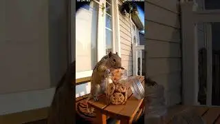 &ldquo;Squirrel Caught Red-Handed Stealing from the Treat Jar 🐿️😂&rdquo; 🫙