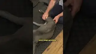 Samson doesn&rsquo;t go straight to the crack &mdash; he gets a full massage first! 🐶💆&zwj;♂️