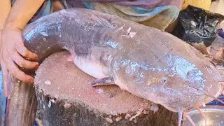 Very Rare Sea Eeltail Catfish Cutting Skills | Fish Cutting In