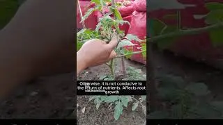 Tips for tomato farming in the greenhouse. #shorts
