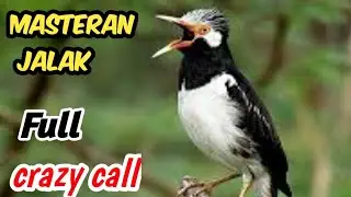 Daily Starling Training Sound | Make Your Bird Speak Quickly