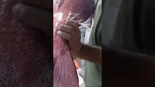 25KG Solomon Fish From Jeddah Red Sea Port #jeddah #saudi #arab#youtubeshorts