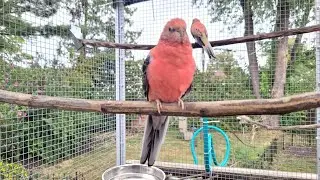 Rosey Bourke Parakeet Waves - So Adorable ! #shorts