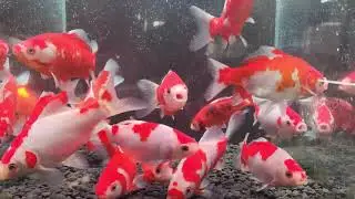 【入荷】国産　ミロク和金フナ尾11～14㎝±【良福観賞魚産】
