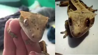 Lizard HUGS owners' hand... - Funny Pet Gecko Compilation
