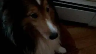 A bad storm's aftermath with the dogs