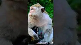 New baby monkey Tilly#195