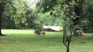 Deer Triplets