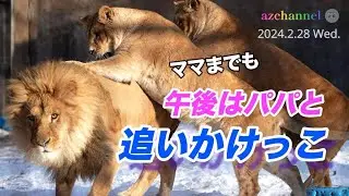 【旭山動物園ライオン】午後のオリトファミリー「何してる？」氷点下の太陽の下、子供たちとイオは、パパと追いかけっこを楽しんだ！