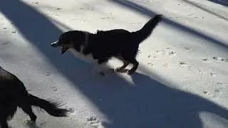 English Shepherds frolicking in the snow