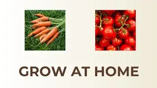 Kitchen Garden Made Easy | Grow Healthy Vegetables Organically