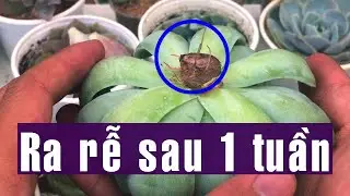 P250: Kết Quả Cứu Sen Đá Sau 1 Tuần