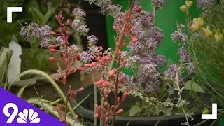 Water-wise smart trees and shrubs to plant for planting season