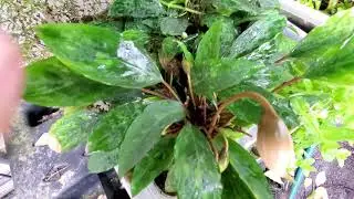 Kiewia ridleyi Inflorescense