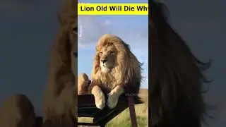 Why do lions commit suicide when they get old?