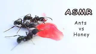 Ants vs Honey 🐜 ASMR Eating Sounds Macro No talking Satisfying and Relaxing No talking