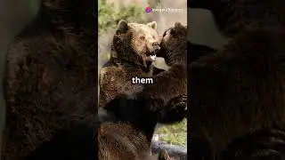 Bear Talk - Smell Communication!  #animaleducation #animalfacts #facts #bearfacts #a #animals