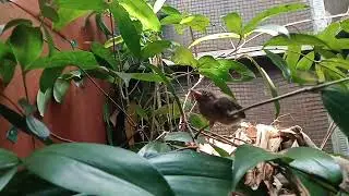 suara burung indukan wambi mini/tumini.dikandang briding u2 FAMILY bf ciamis