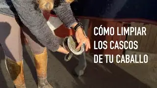 Cómo limpiar los cascos de tu caballo PASO A PASO