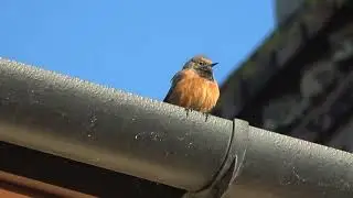 A Very Rare Bird for the UK The EASTERN BLACK REDSTART at Sheringham