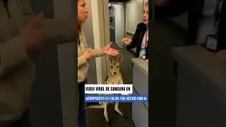 Video viral de canguro en aeropuerto es falso: fue hecho con IA