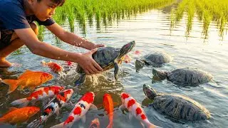 Amazing Traditional Fishing Skills - Catching Fish, Crabs & Crocodile by Hand in the Rice Fields!