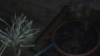 Bignemo41 - Nemo guardian palm tree been removed 🌲🌲