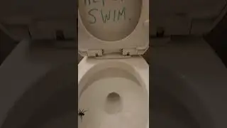 Spiders Can't Swim, They can walk on Water.