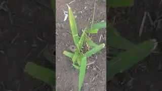 Best bamboo seedling ever