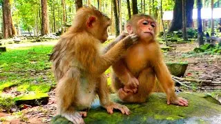 Wow Sister Binky helping Sweet Grooming to Poor Little Monkey Baila, #babymonkey #cutemonkey