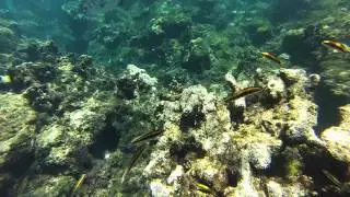 Bluehead Wrasse