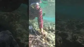 SNORKELING SOME CIGARETTE OYSTER || FUGA ISLAND APARRI CAGAYAN || YHANG RANDOM VIDEOS #shorts