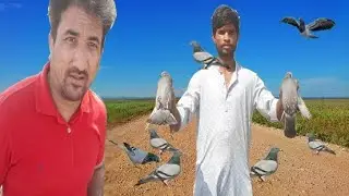 Pigeon Hunting With Net Easy Trap