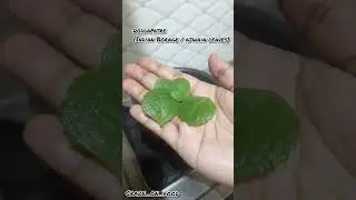 Makeing of Doddapatre Tea | Indian Borage | ajwain leaves | Craze_on_food