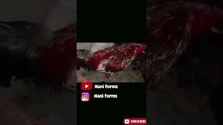 subscribe# to# install# follow# Nani# farms#🥺👍🏻