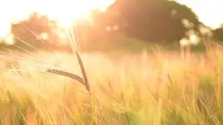 STOCK FOOTAGE  Corn Field At Sunset  _Chaita Video Background _By-Mars vfx