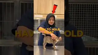 How to Pick Up Your Kitty Safely! 😻✨