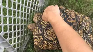 Mia Zuri enjoying a shell rub.