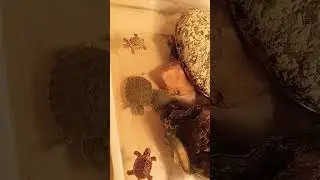 Dinner time 😁🐢😍 #cuteturtles #turtle #turtleclub #turtleeating #kachhua #kachua #kachwa