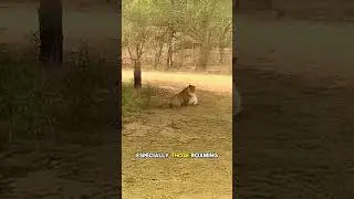 Leopards Hunt Stray Dogs In Indian Neighborhoods  #wildlife #predatorvsprey #animals